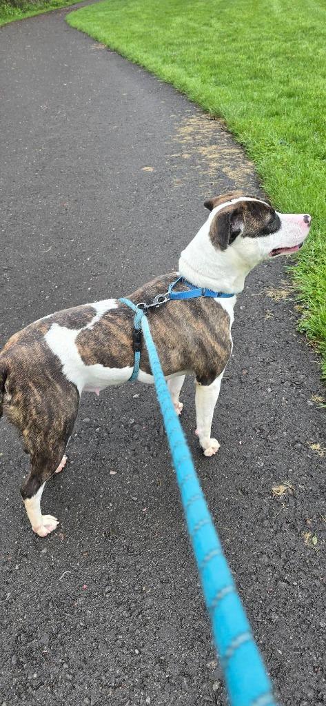 Enlarge Chloe, a Adoptable mixed breed in Waverly, NY image 2/4