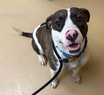 Enlarge Chloe, a Adoptable mixed breed in Waverly, NY image 3/4