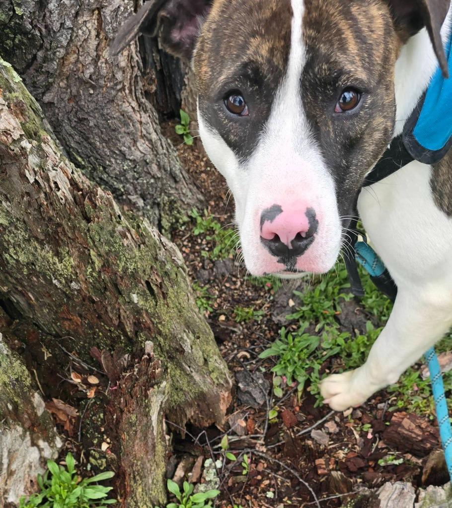 Enlarge Chloe, a Adoptable mixed breed in Waverly, NY image 4/4