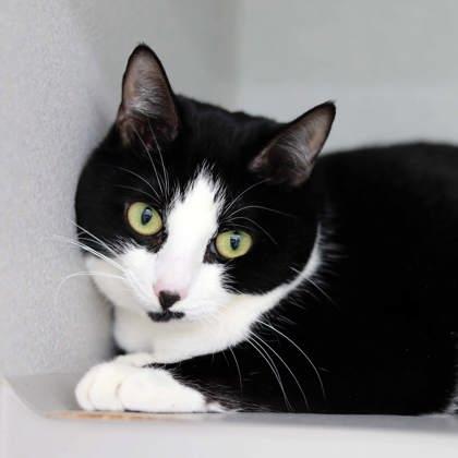 Milo, Adoptable, Adult Female Domestic Short Hair.