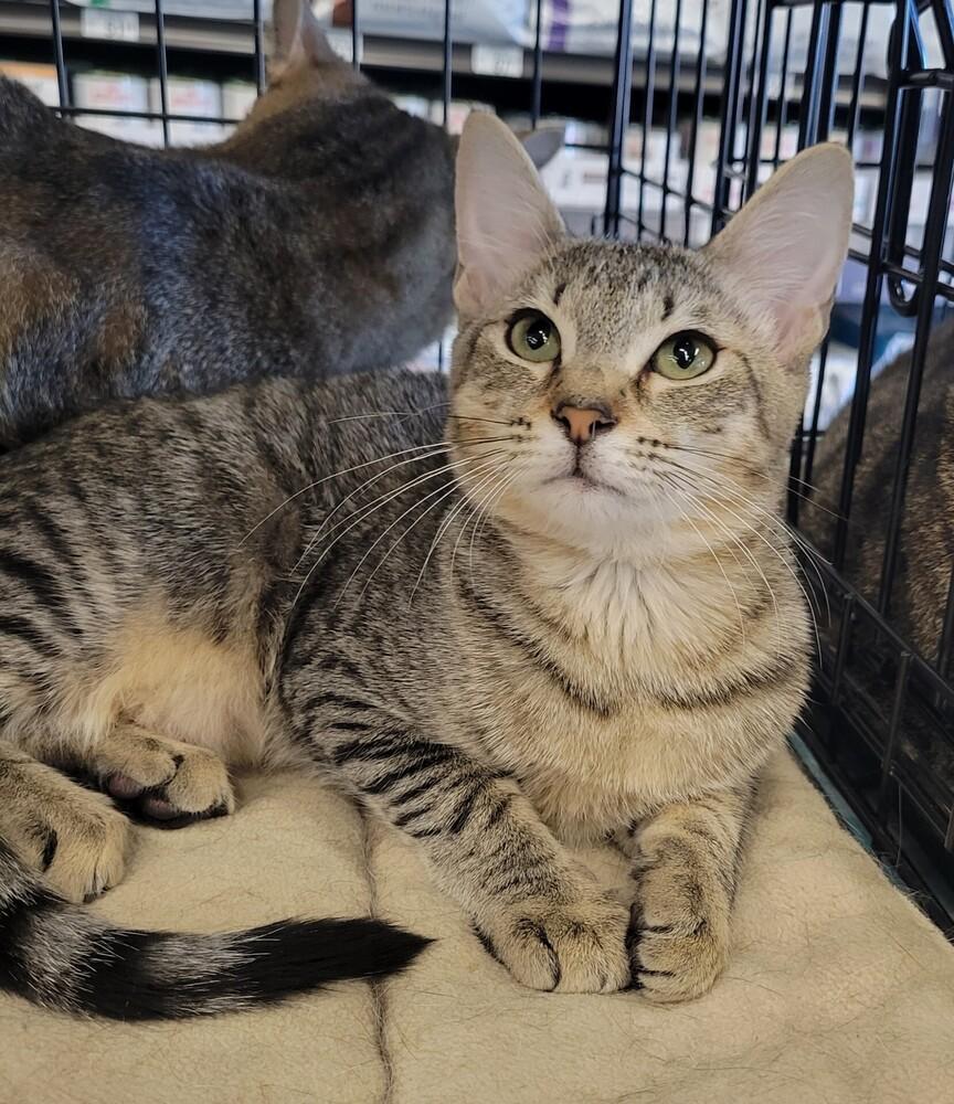 Enlarge Truffles, a Adoptable mixed breed in Douglasville, GA image 1/3