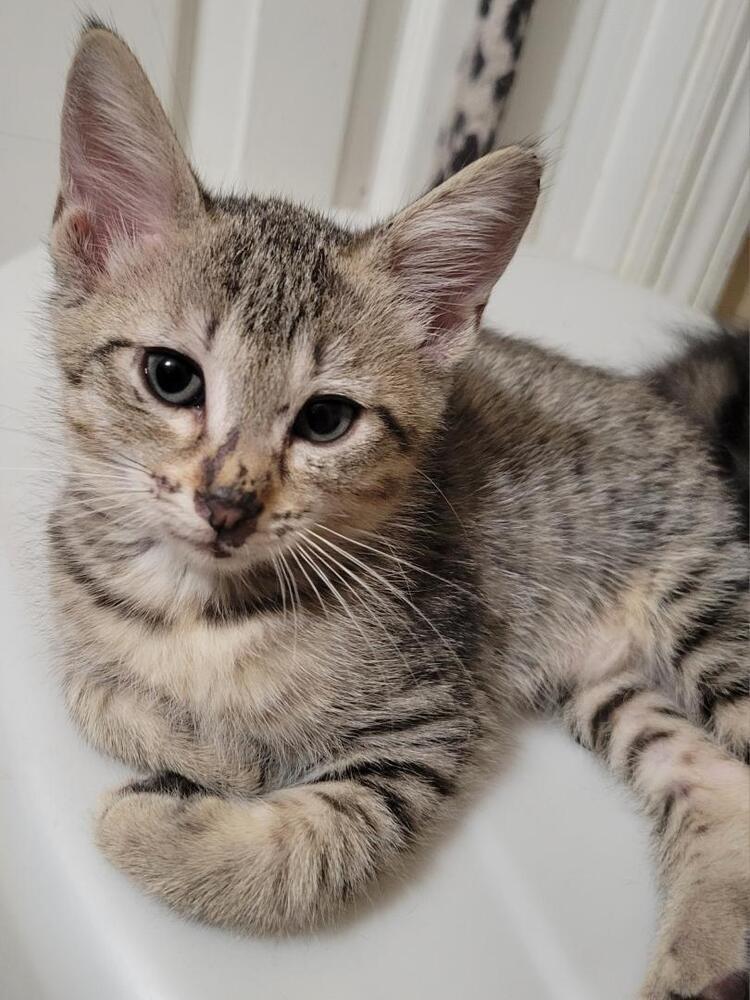 Enlarge Truffles, a Adoptable mixed breed in Douglasville, GA image 2/3