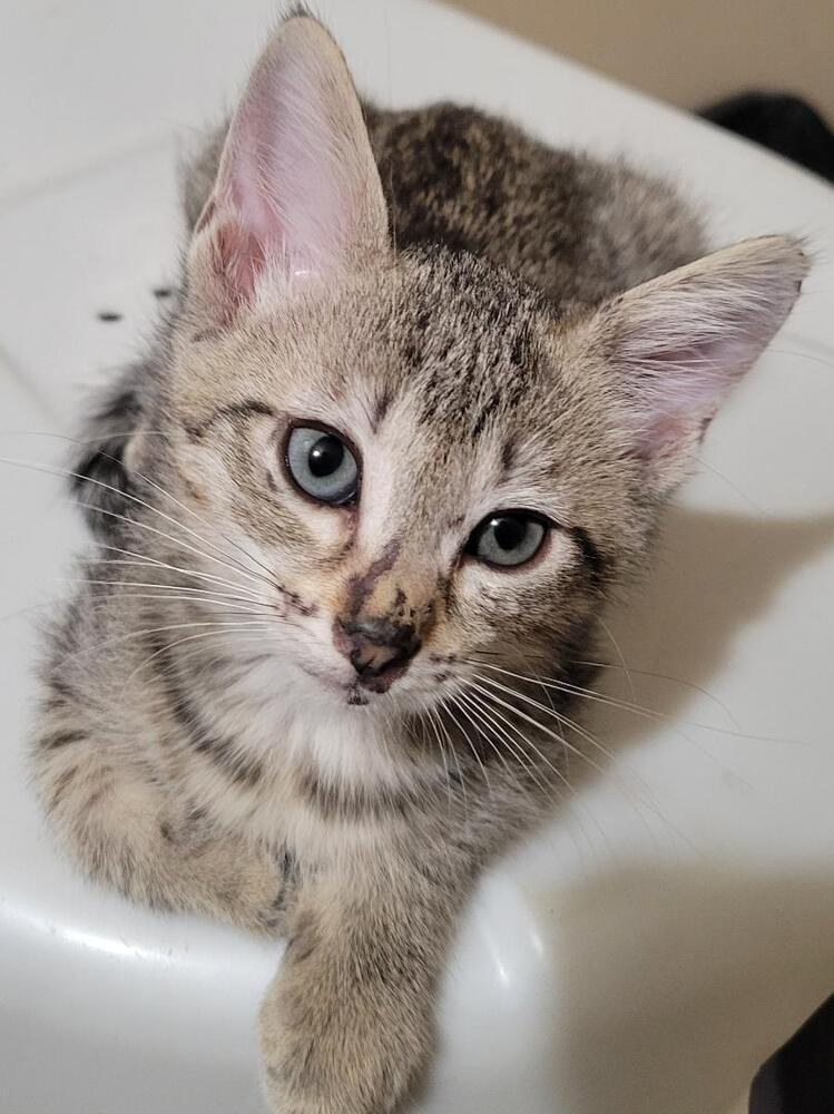 Enlarge Truffles, a Adoptable mixed breed in Douglasville, GA image 3/3