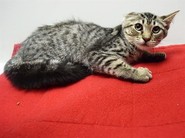 BUCK, Adoptable, Kitten Female Domestic Short Hair.