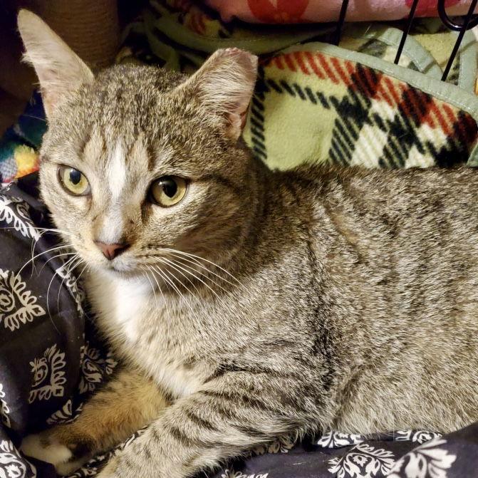 Enlarge Archer, a Adoptable American Shorthair in Flushing, NY image 1/1