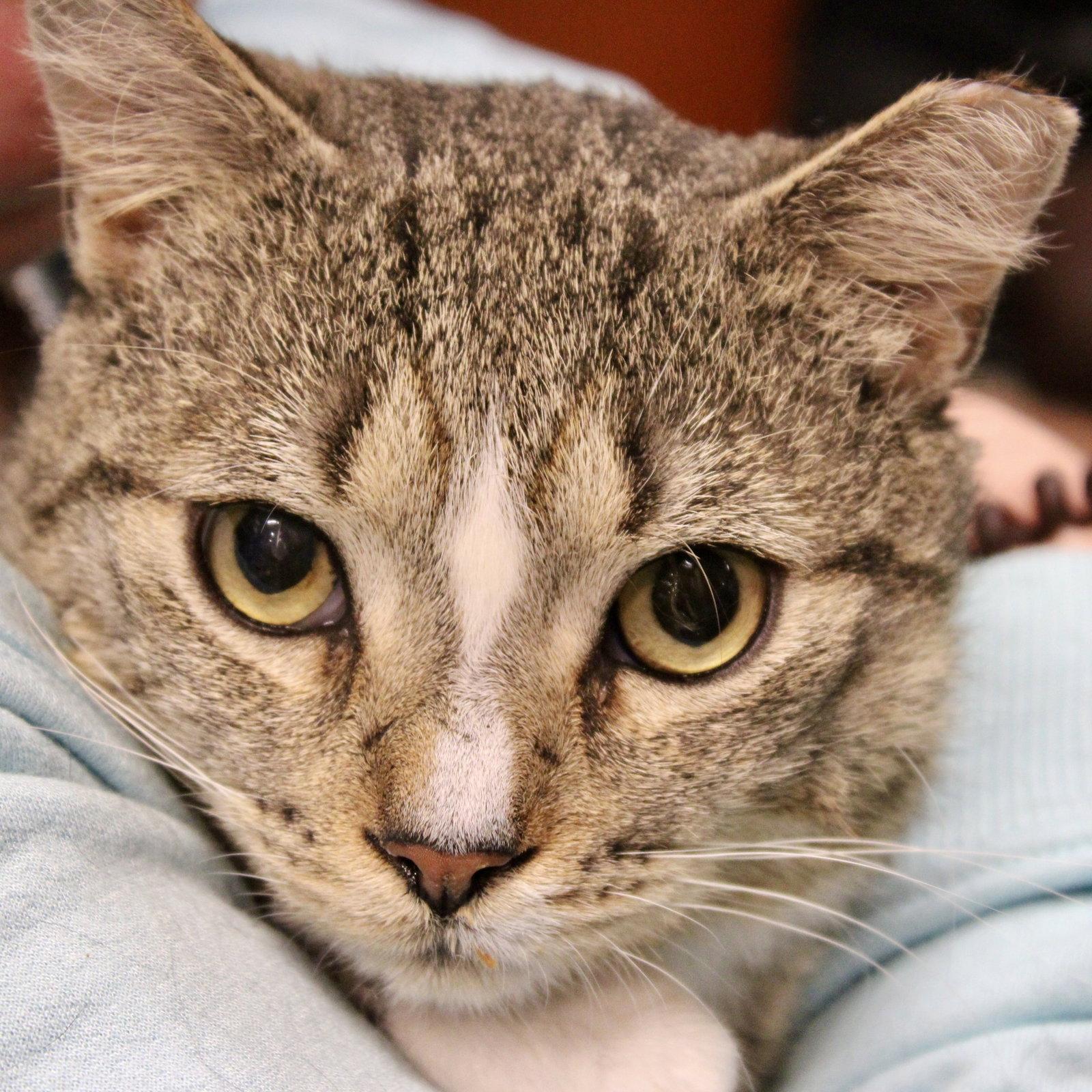 Enlarge Archer, a Adoptable Domestic Short Hair in Flushing, NY image 2/2