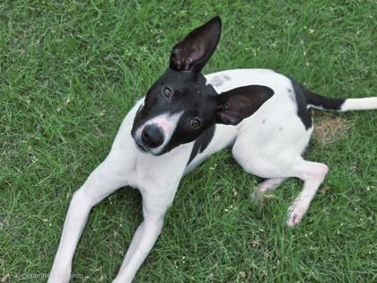 Mitch, a Adoptable mixed breed in Fort Worth, TX image 2/3