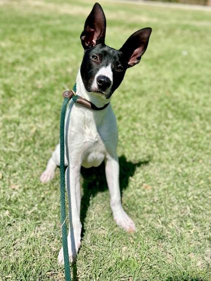 Enlarge Mitch, a Adoptable mixed breed in Fort Worth, TX image 1/3