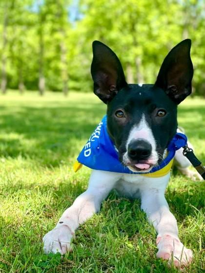 Enlarge Mitch, a Adoptable mixed breed in Fort Worth, TX image 2/3