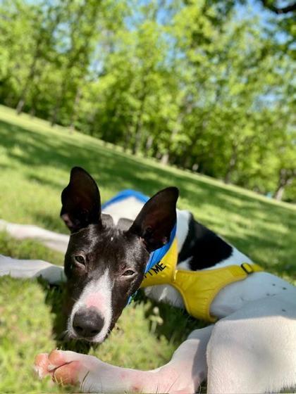 Enlarge Mitch, a Adoptable mixed breed in Fort Worth, TX image 3/3