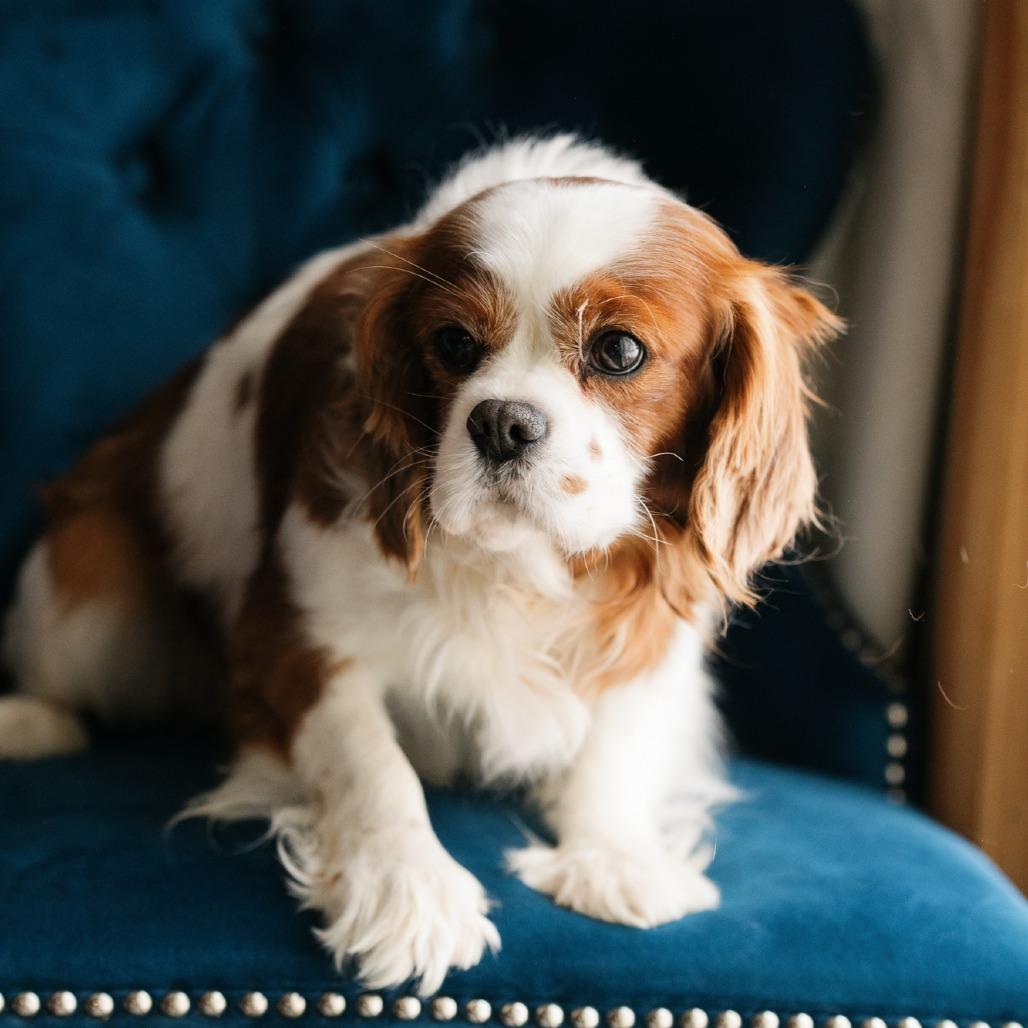 Enlarge Avalanche, an adopted Cavalier King Charles Spaniel in Zionsville, IN image 1/1