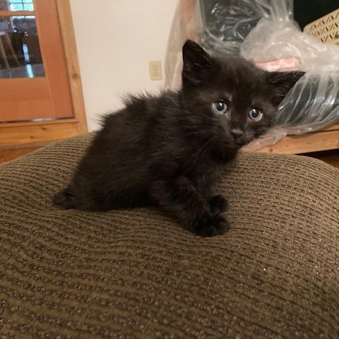 Enlarge Panther, a Adoptable Domestic Short Hair in Estacada, OR image 1/1