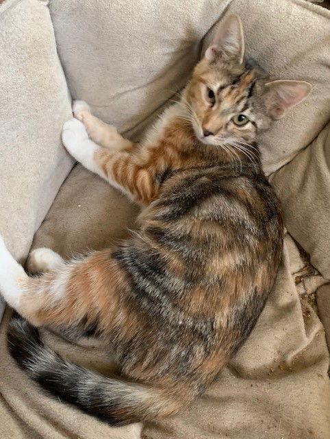 April, a Adoptable Domestic Short Hair in Crescent, OK image 1/2