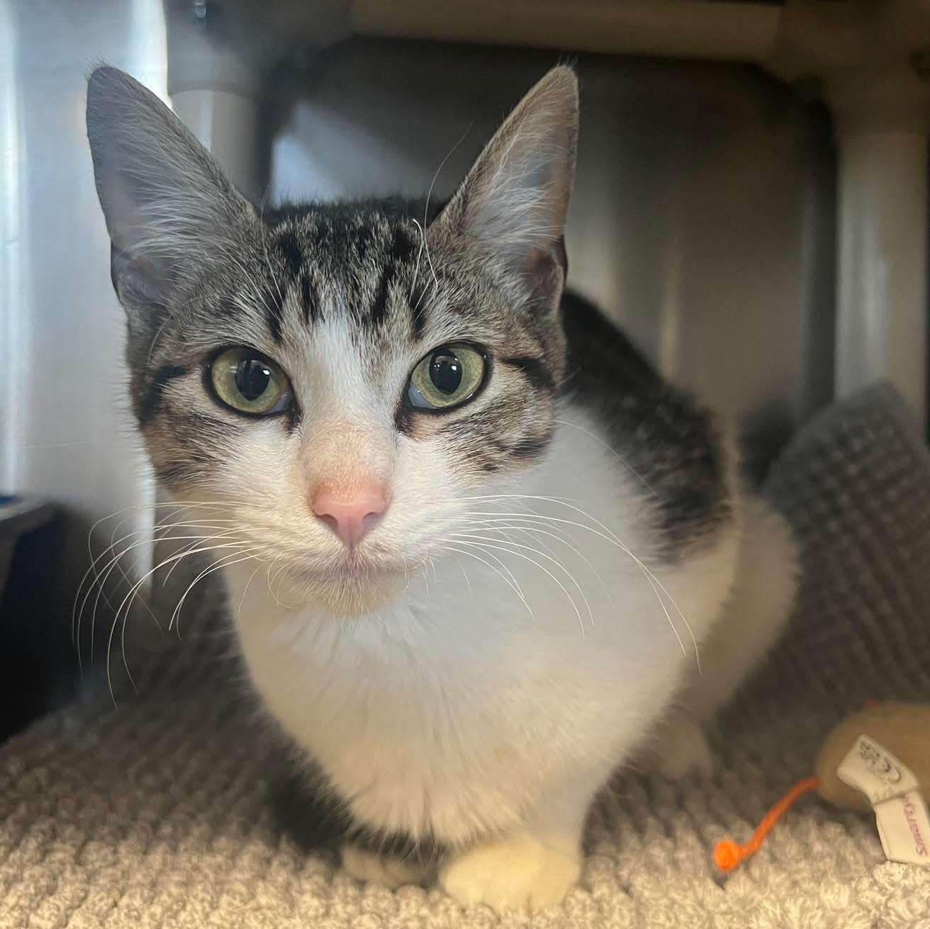 Katniss, ADOPTABLE, Young Female Domestic Short Hair.