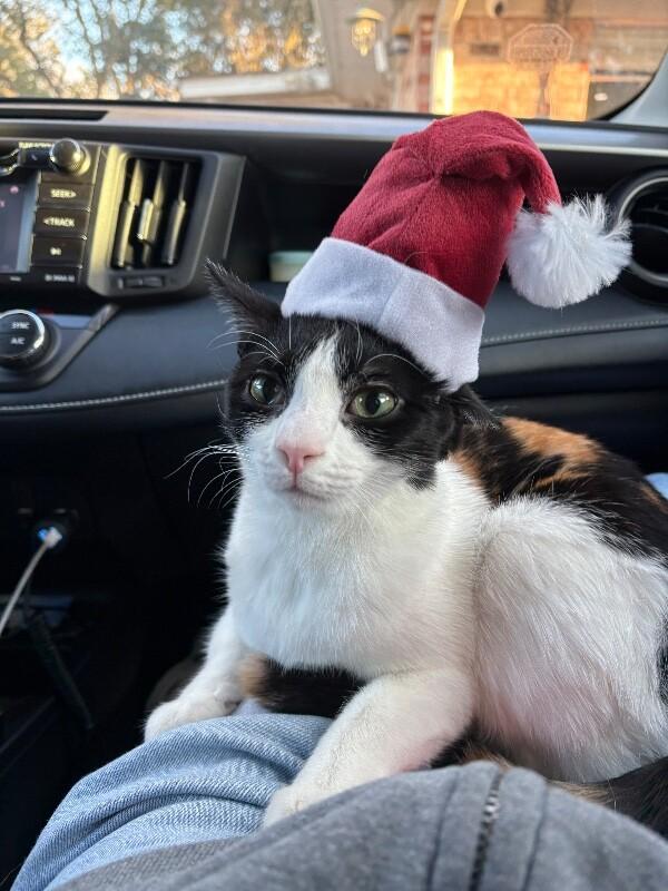 Taffy Marisol — thumbnail 3