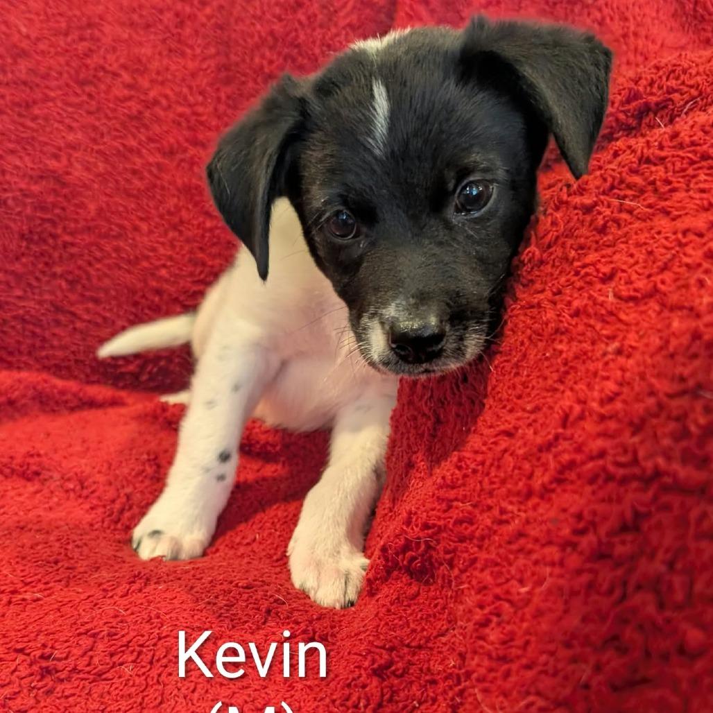 Enlarge Kevin, a Adoptable Australian Cattle Dog / Blue Heeler in Marion, IL image 1/1