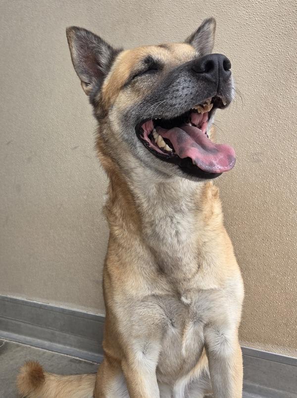 Enlarge Shiva*, a Adoptable mixed breed in Rio Rancho, NM image 1/1