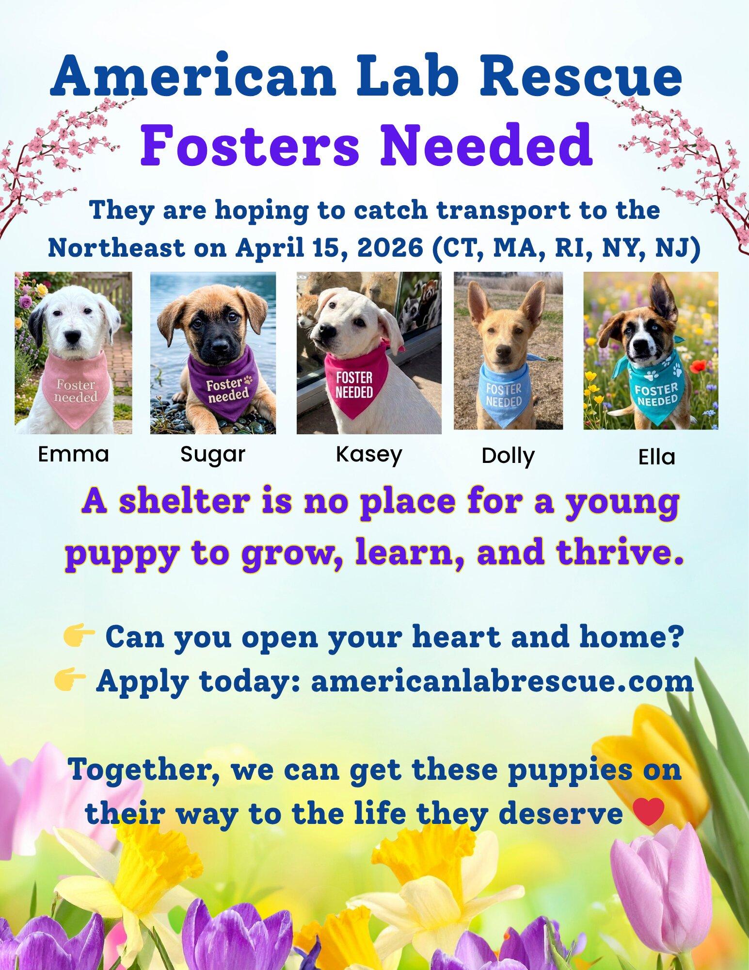 Enlarge Ella , an adopted mixed breed in Willington, CT image 5/6