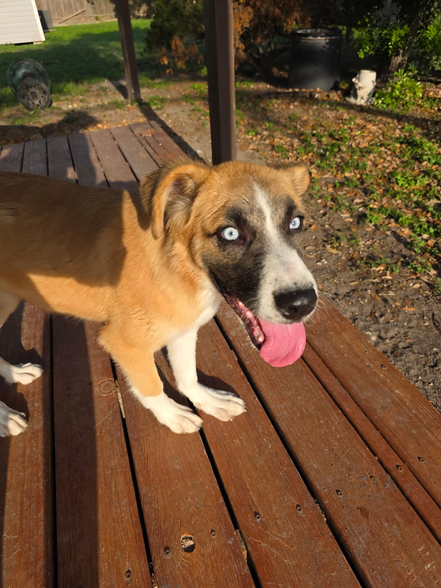 Ella , adopted, Puppy Female Labrador Retriever.