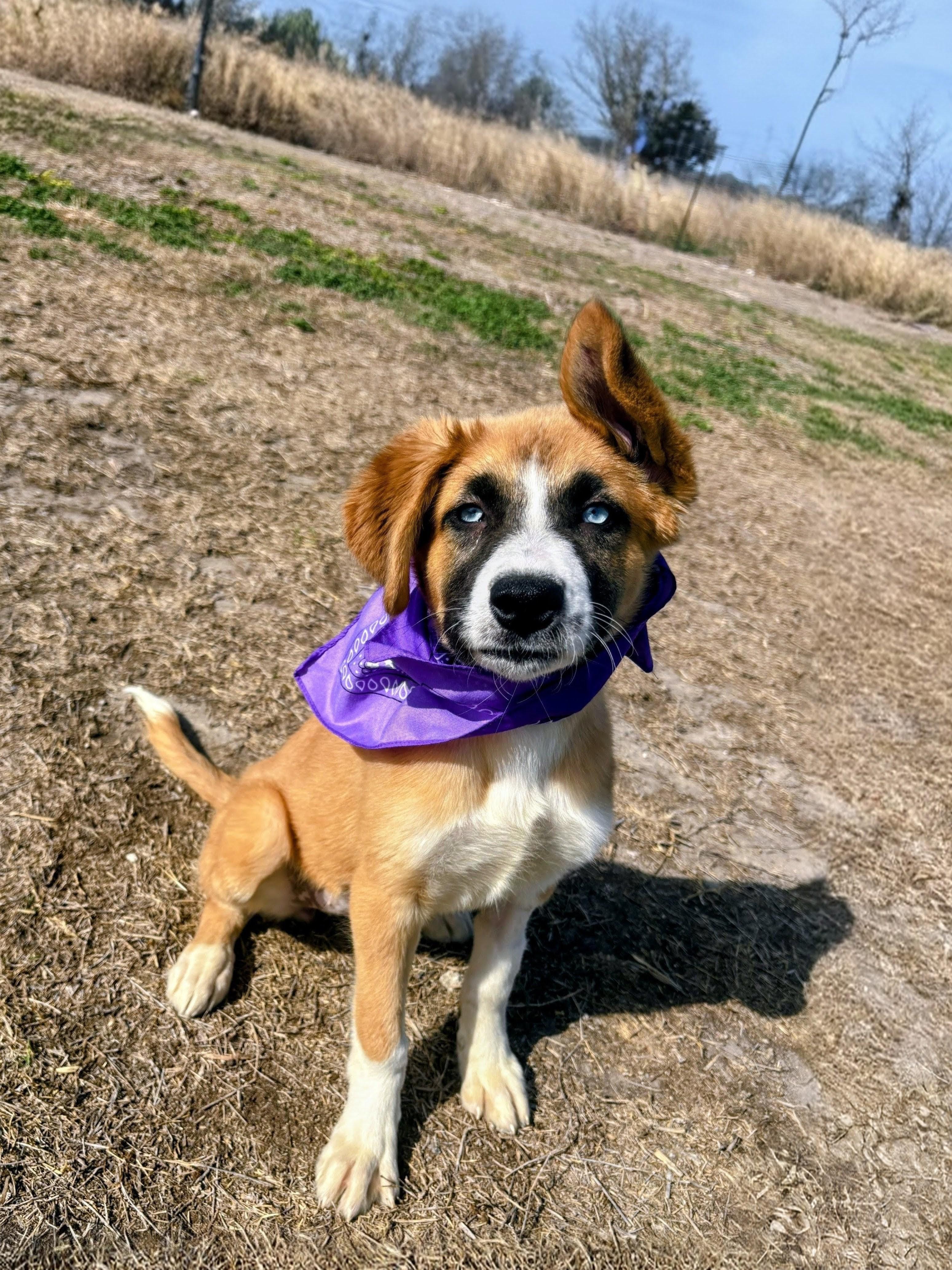 Enlarge Ella, a ADOPTABLE mixed breed in Willington, CT image 3/6