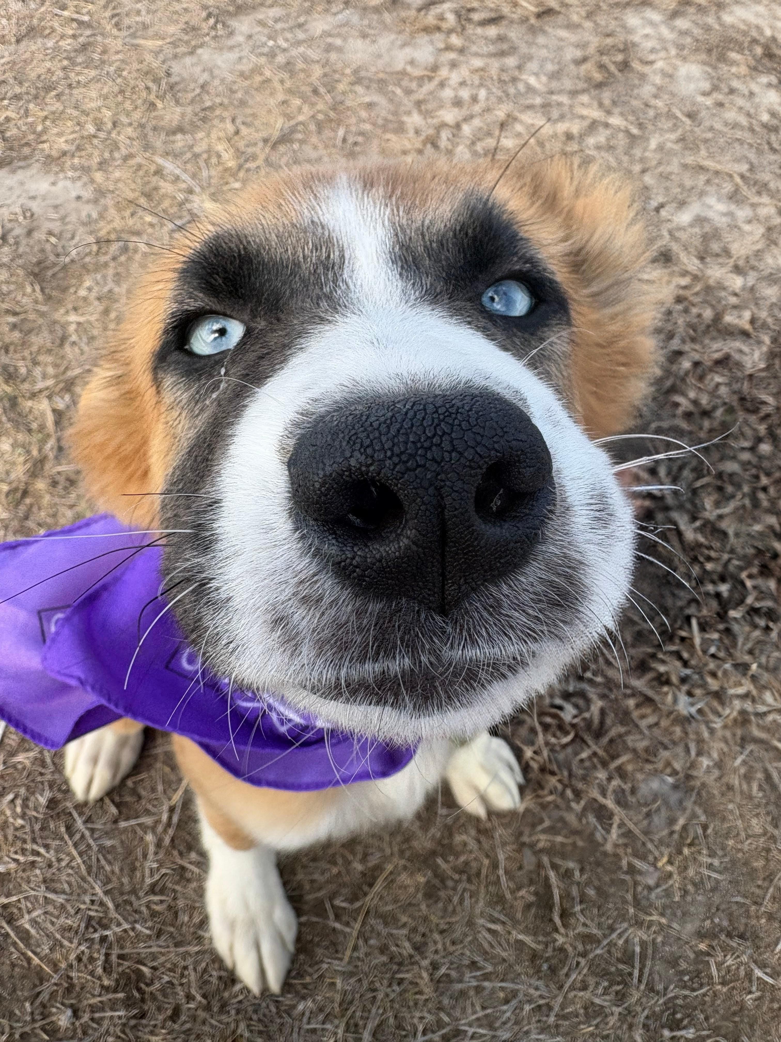 Enlarge Ella, a ADOPTABLE mixed breed in Willington, CT image 4/6