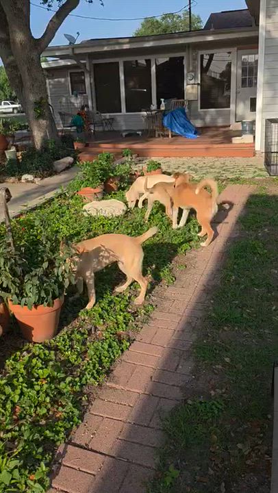 Enlarge Ella , an adopted mixed breed in Willington, CT video 6/6