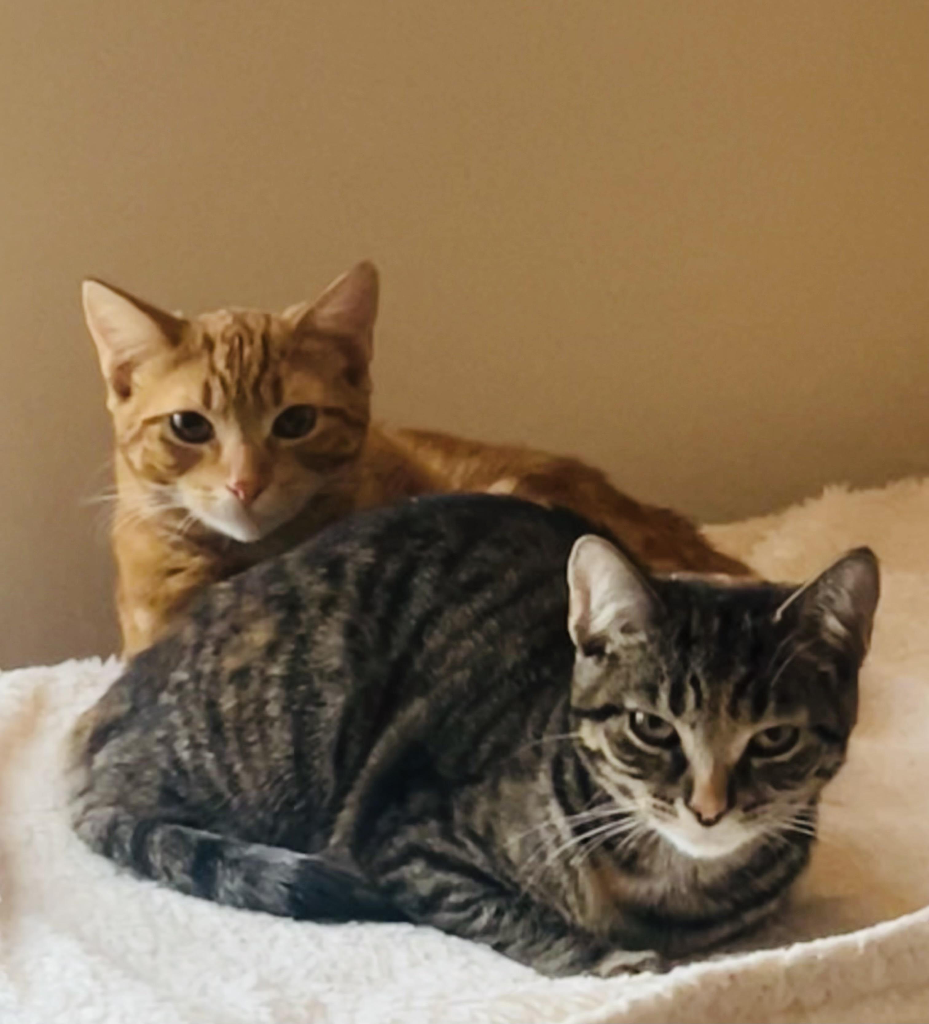 Enlarge Sunny & Chelsie, a ADOPTABLE Domestic Short Hair in St. Clair, MI image 1/4