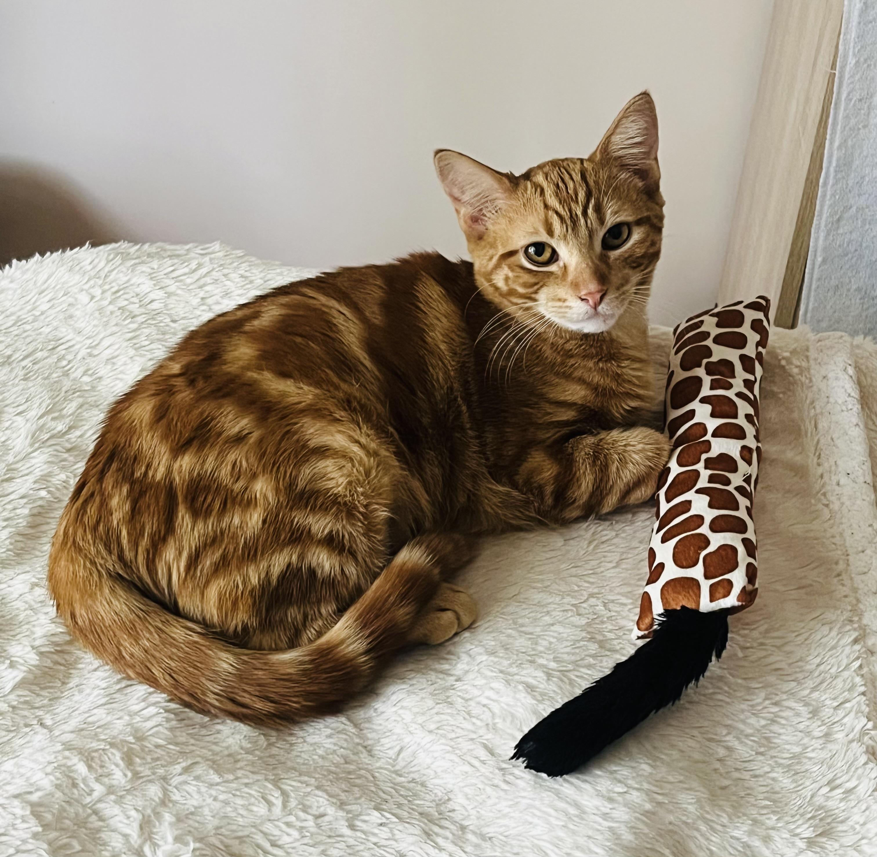 Enlarge Sunny & Chelsie, a ADOPTABLE Domestic Short Hair in St. Clair, MI image 3/4