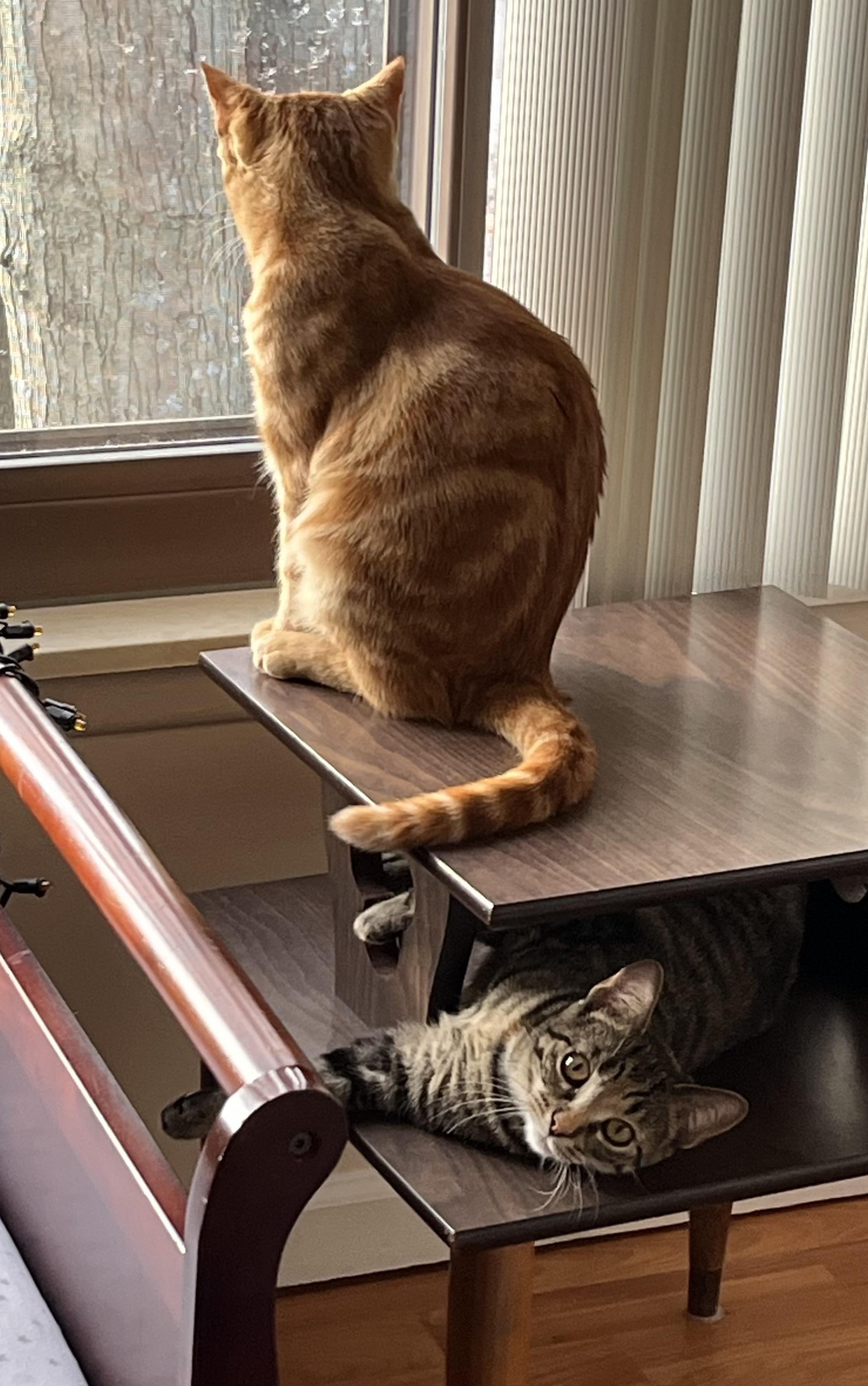 Enlarge Sunny & Chelsie, a ADOPTABLE Domestic Short Hair in St. Clair, MI image 4/4