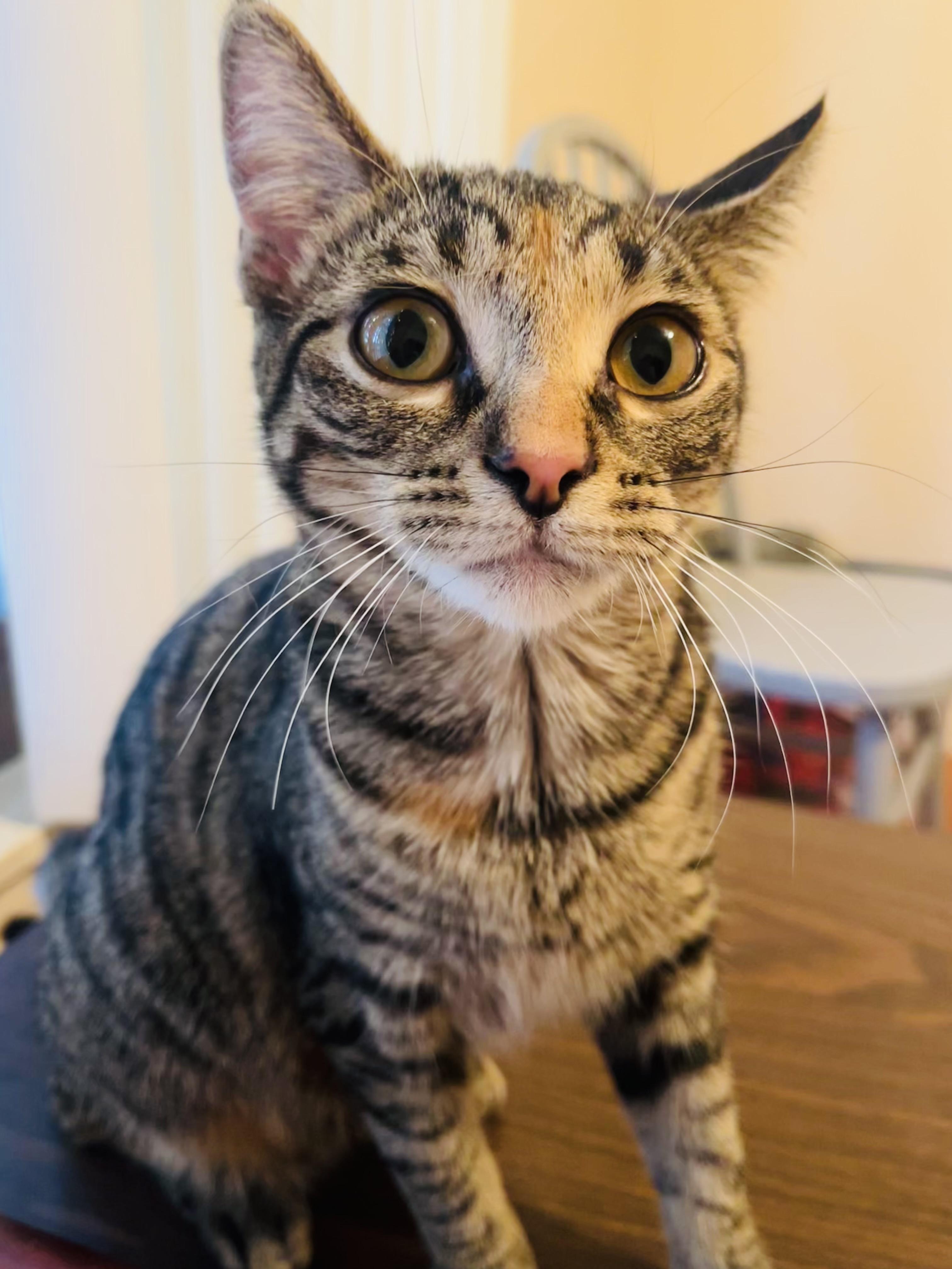 Enlarge Sunny & Chelsie, a ADOPTABLE Domestic Short Hair in St. Clair, MI image 2/4