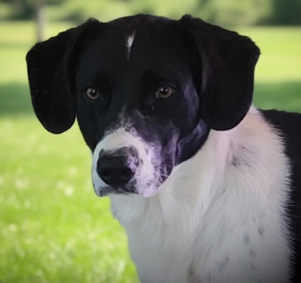 Enlarge Hunter, a Adoptable mixed breed in Pittsfield, IL image 1/1