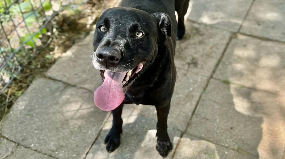 Enlarge Malone, a ADOPTABLE mixed breed in Dallas, TX image 2/6