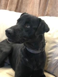 Malone, ADOPTABLE, Adult Male Labrador Retriever.