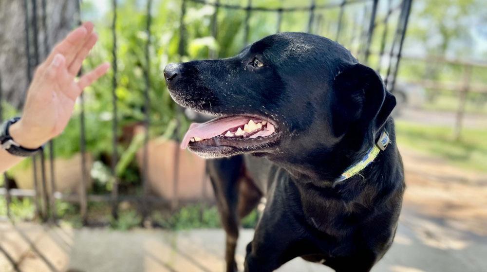 Enlarge Malone, a ADOPTABLE mixed breed in Dallas, TX image 5/6