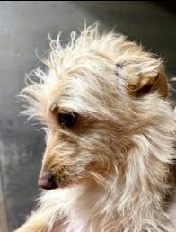Hendrie, Adoptable, Adult Male Terrier.