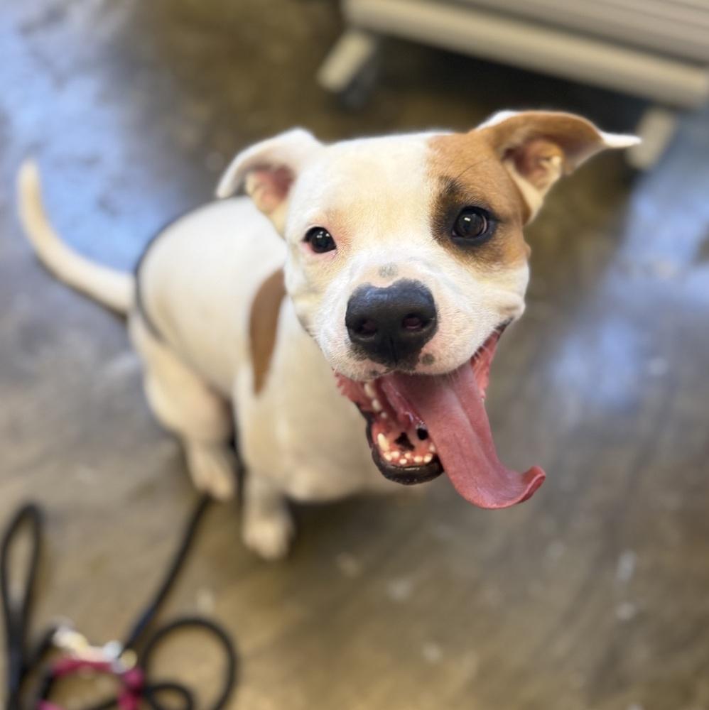 Enlarge Sweetie Pie 25D-254, a Adoptable mixed breed in Corinth, MS image 1/1