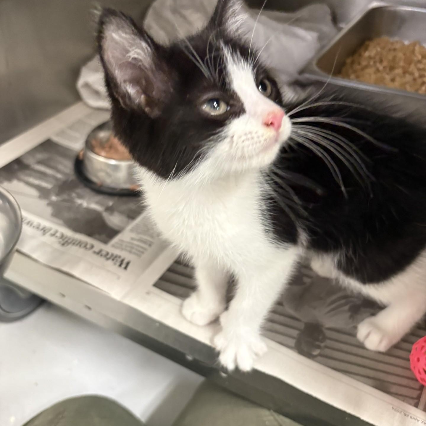 Fred, ADOPTABLE, Kitten Male Domestic Short Hair.