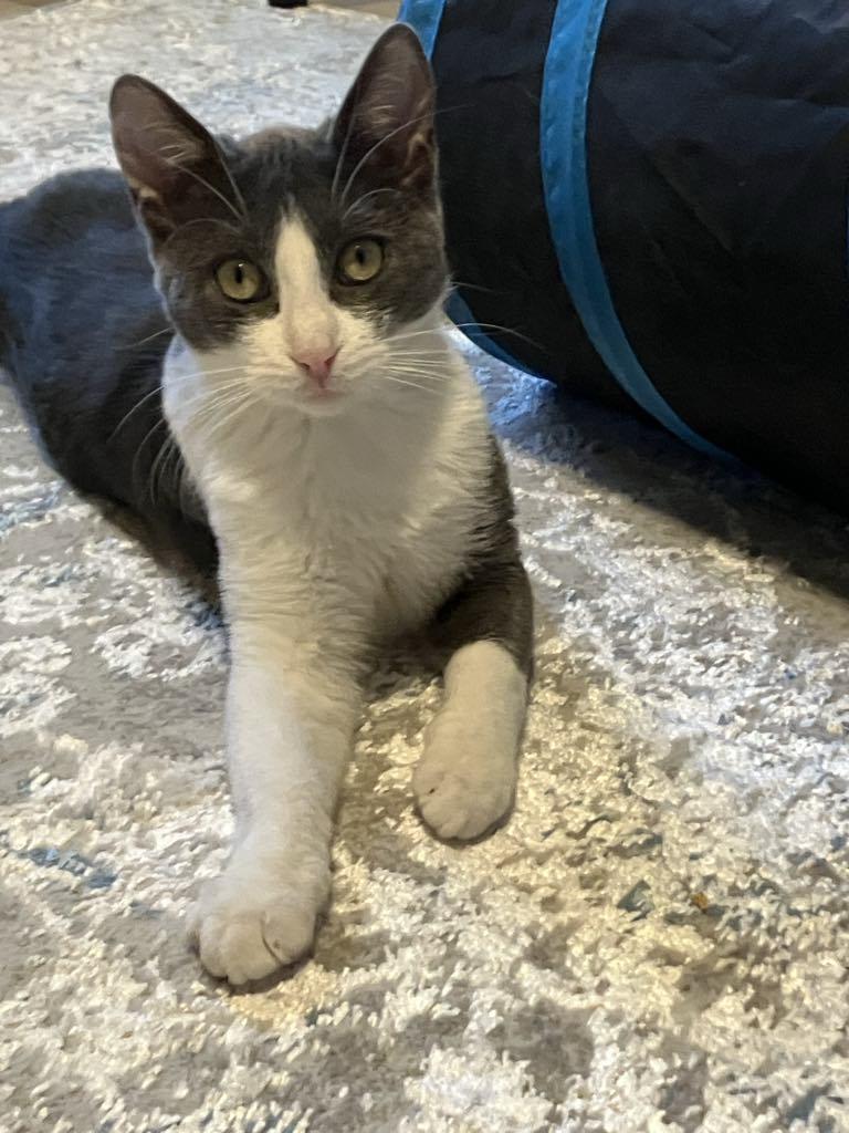 Pebble Ask to Meet! I’m in Foster! 3