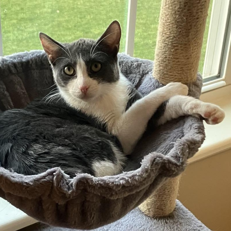 Pebble Ask to Meet! I’m in Foster!