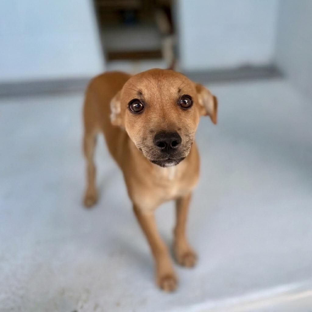 Enlarge Nugget 26-05-064, a Adoptable mixed breed in Bastrop, TX image 1/6