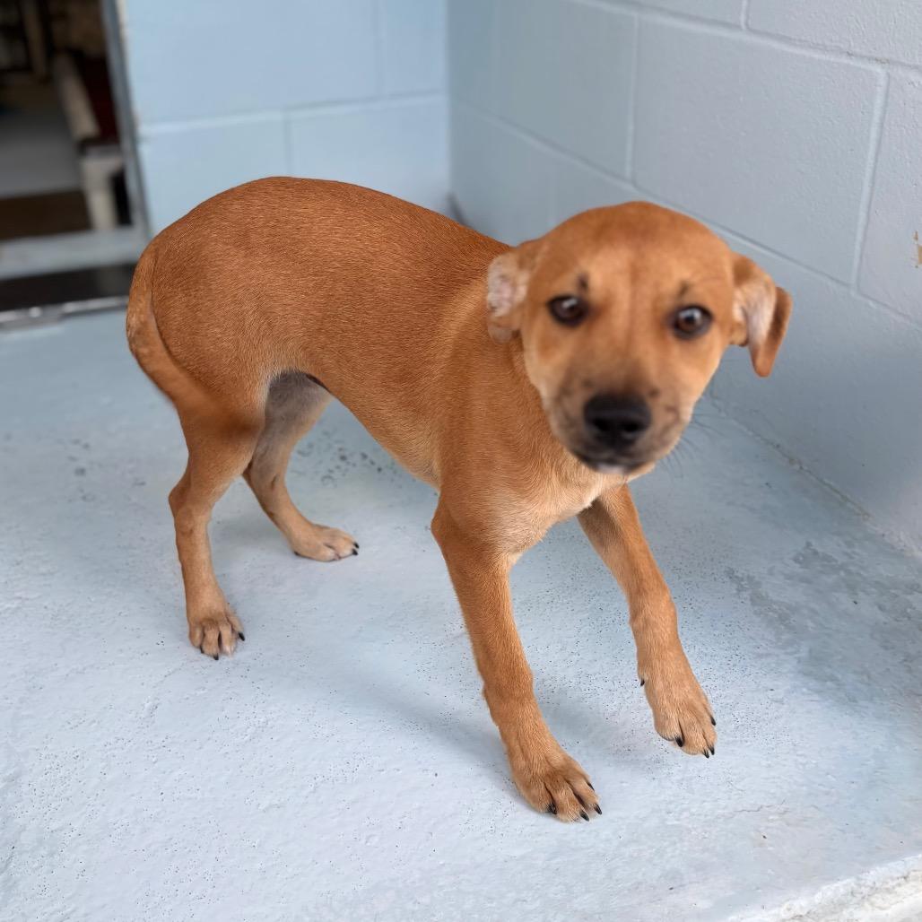 Enlarge Nugget 26-05-064, a Adoptable mixed breed in Bastrop, TX image 2/6