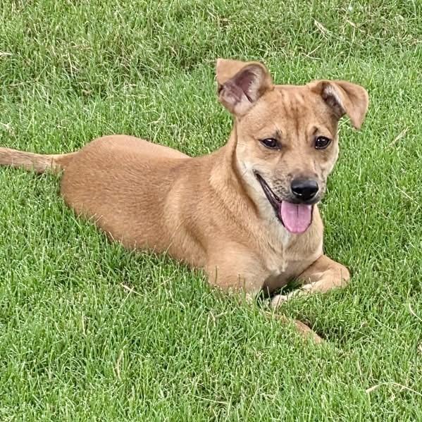 Enlarge Nugget 26-05-064, a Adoptable mixed breed in Bastrop, TX image 3/6