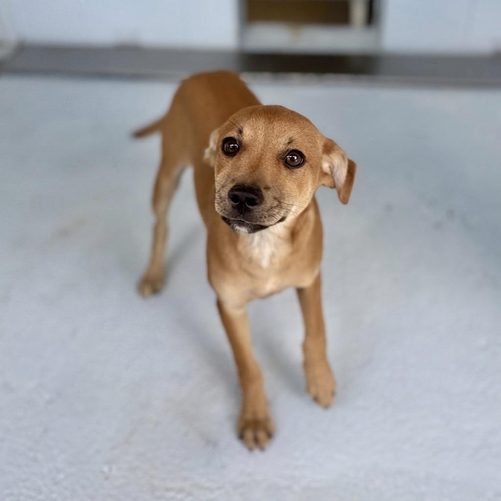 Enlarge Nugget 26-05-064, a Adoptable mixed breed in Bastrop, TX image 4/6