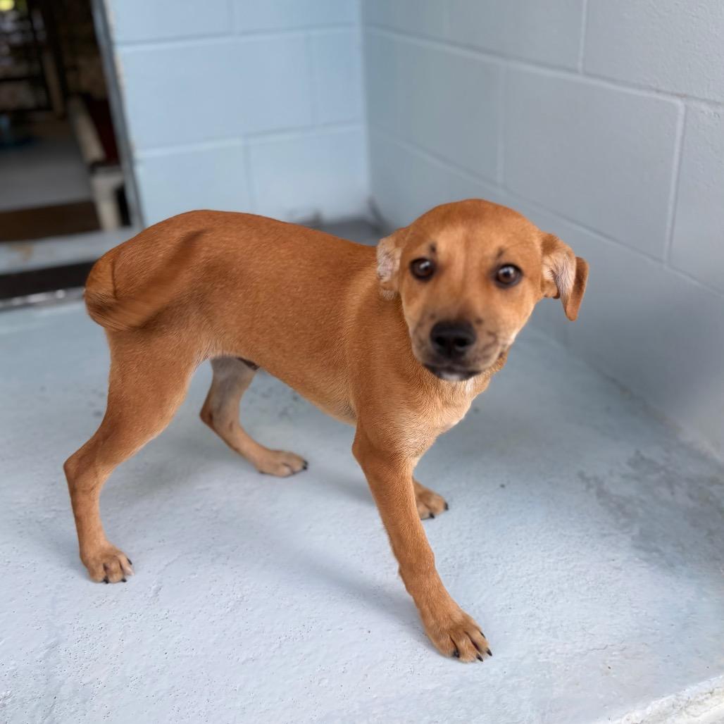 Enlarge Nugget 26-05-064, a Adoptable mixed breed in Bastrop, TX image 5/6