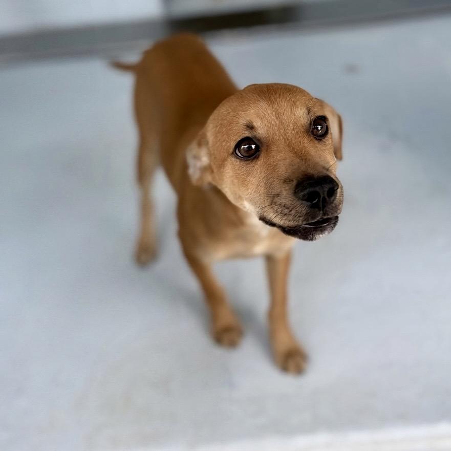 Enlarge Nugget 26-05-064, a Adoptable mixed breed in Bastrop, TX image 6/6