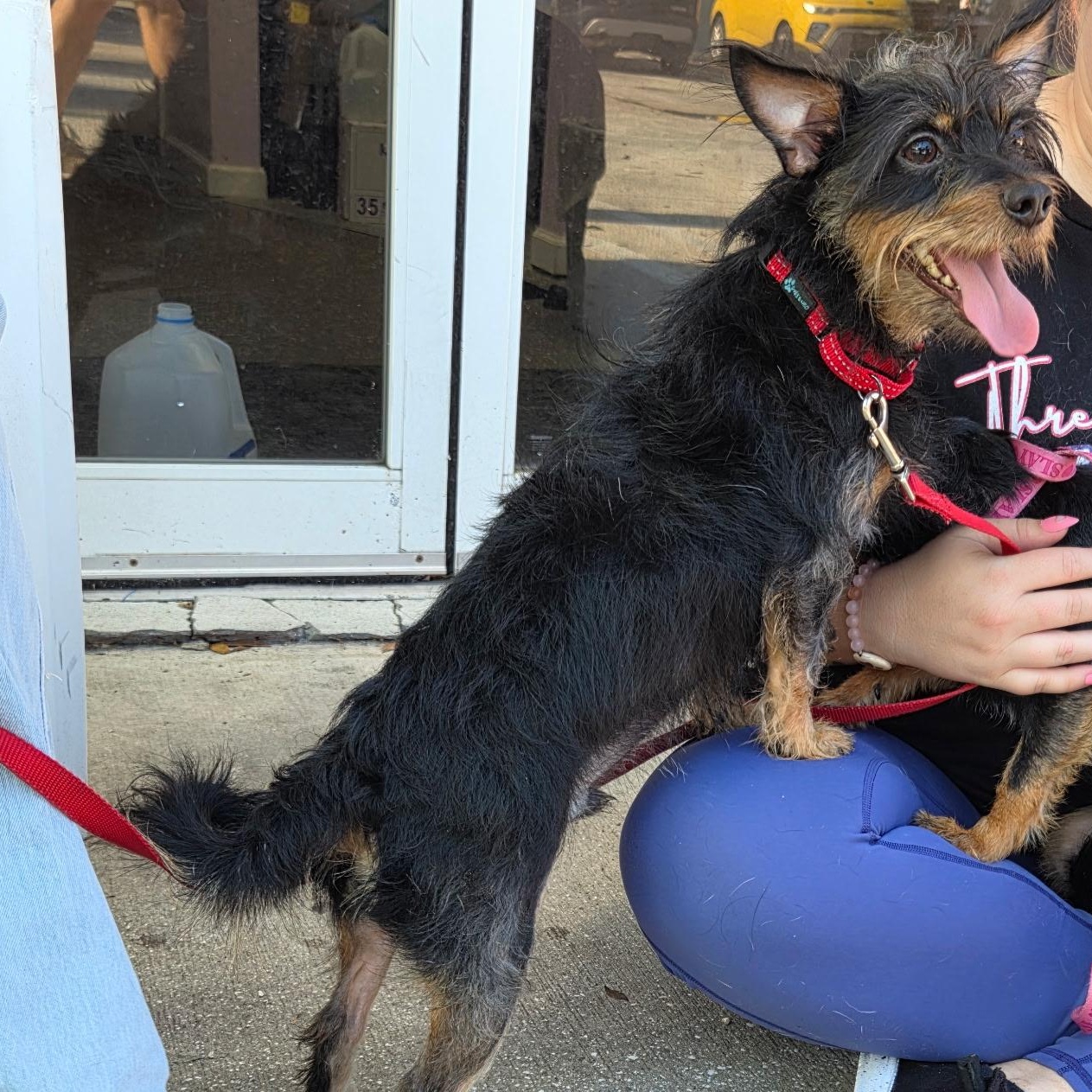 Enlarge Broc, a Adoptable mixed breed in Port Saint Lucie, FL image 3/4