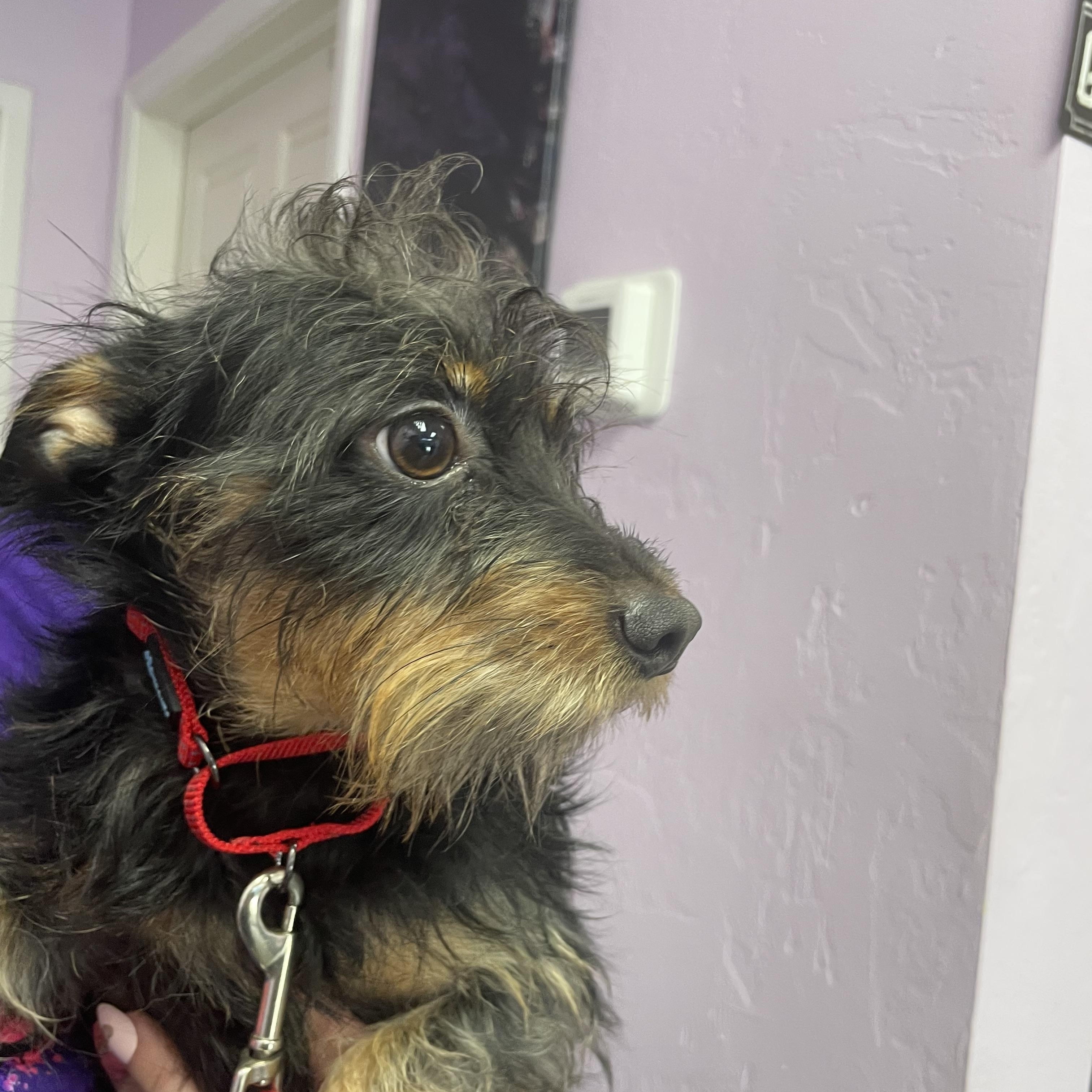 Enlarge Broc, a Adoptable mixed breed in Port Saint Lucie, FL image 4/4