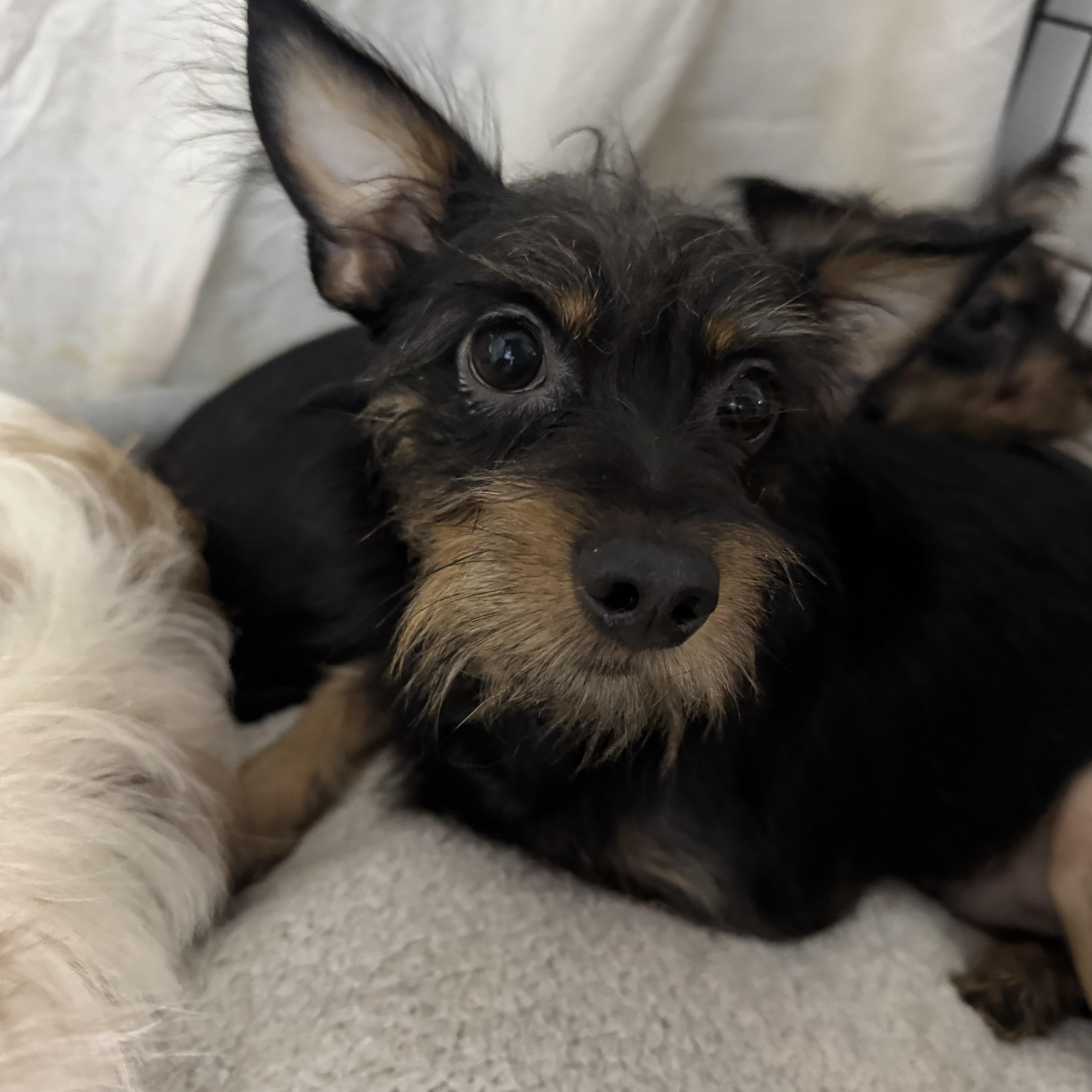 Broc, ADOPTABLE, Young Male Terrier.