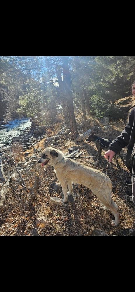 Bella aka Winter, a Adoptable mixed breed in Colorado Springs, CO image 2/6