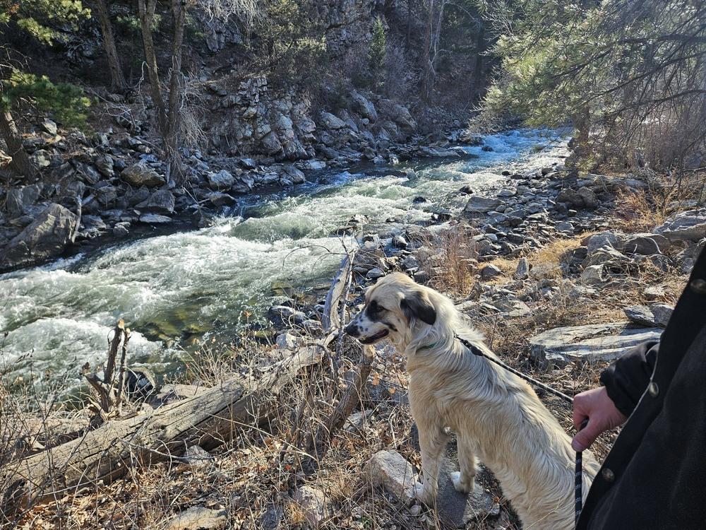 Bella aka Winter, a Adoptable mixed breed in Colorado Springs, CO image 3/6